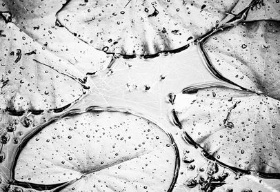 Silver leaves