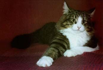 Leonides Odille