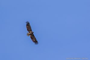 20200804-113617_GJ410_3516_