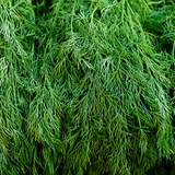 Dill