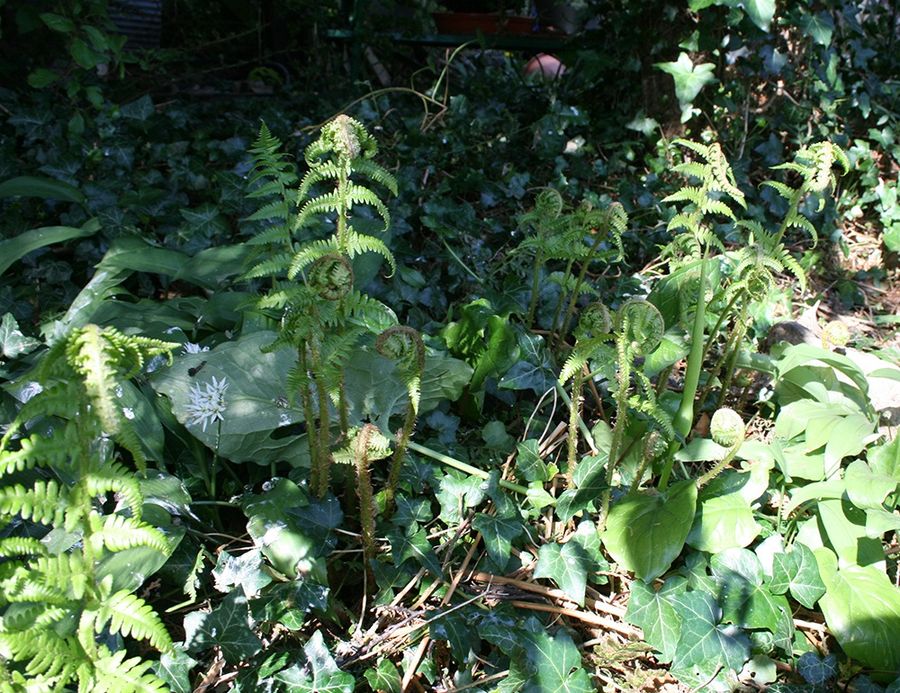 baby fern growing in the wood