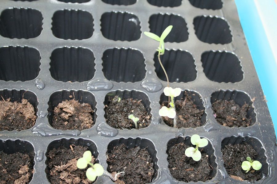 a few of our ten year old seeds have germinated!
