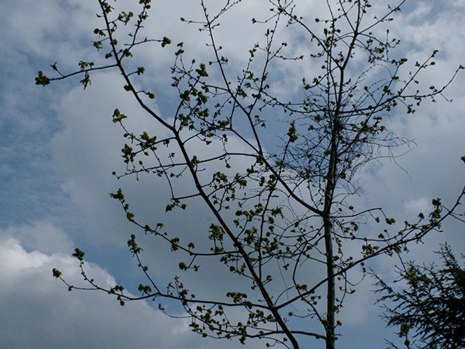 leaves starting to appear on the oak tree