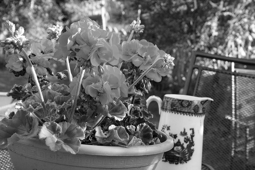 Dad's black and white photograph for me to work on