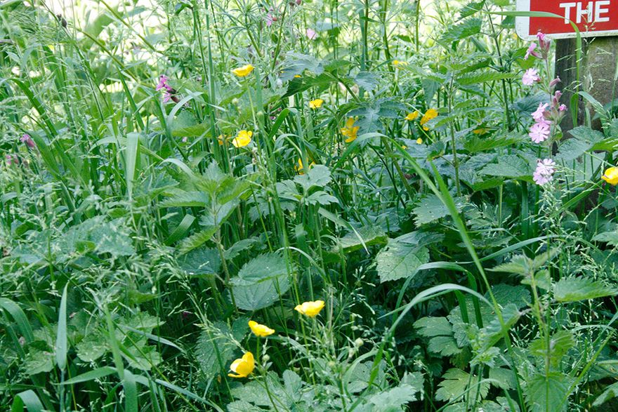 counting flower heads in a square metre