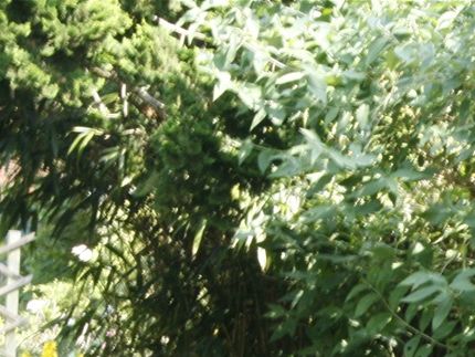 our garden a couple of summers ago...