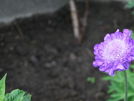 and bee friendly Scabious