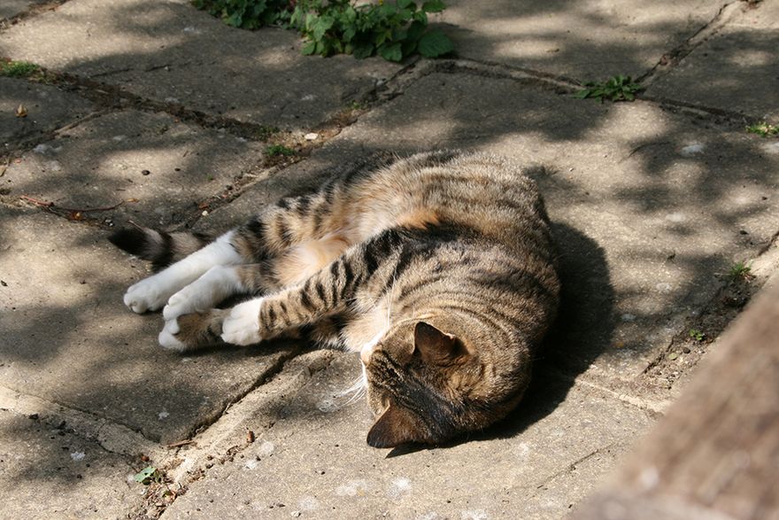 Twiglet asleep on the bottom patio