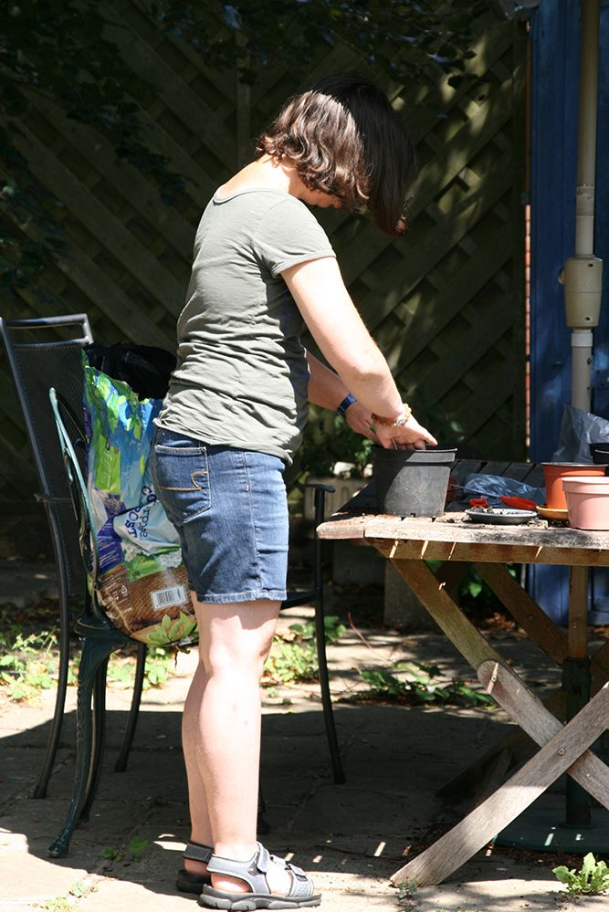 potting up the sunflowers...