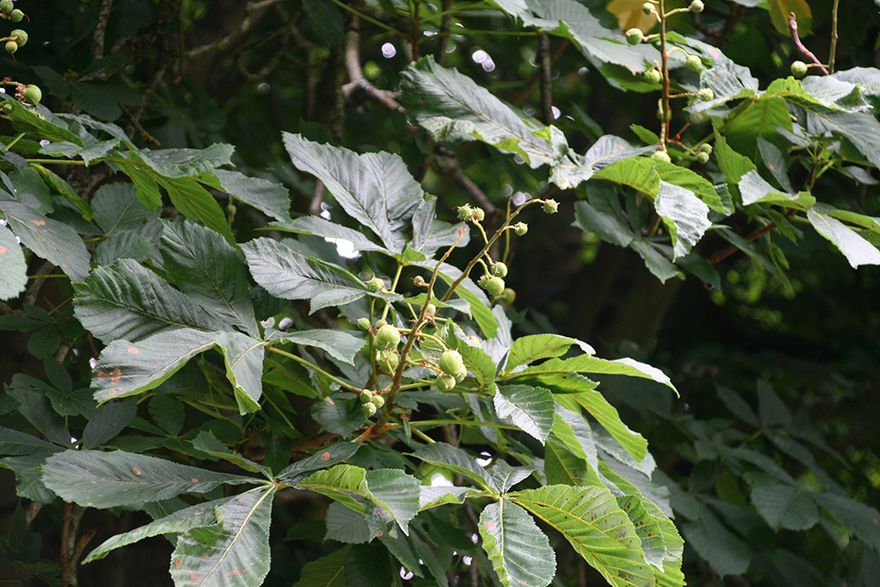 on our walk dad points out the horse chestnut flowers have gone and conkers have appeared