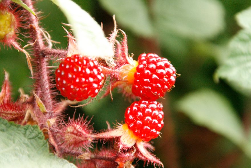 wineberries in Rosie's outside run - and it doesn't look like she wants to eat them...