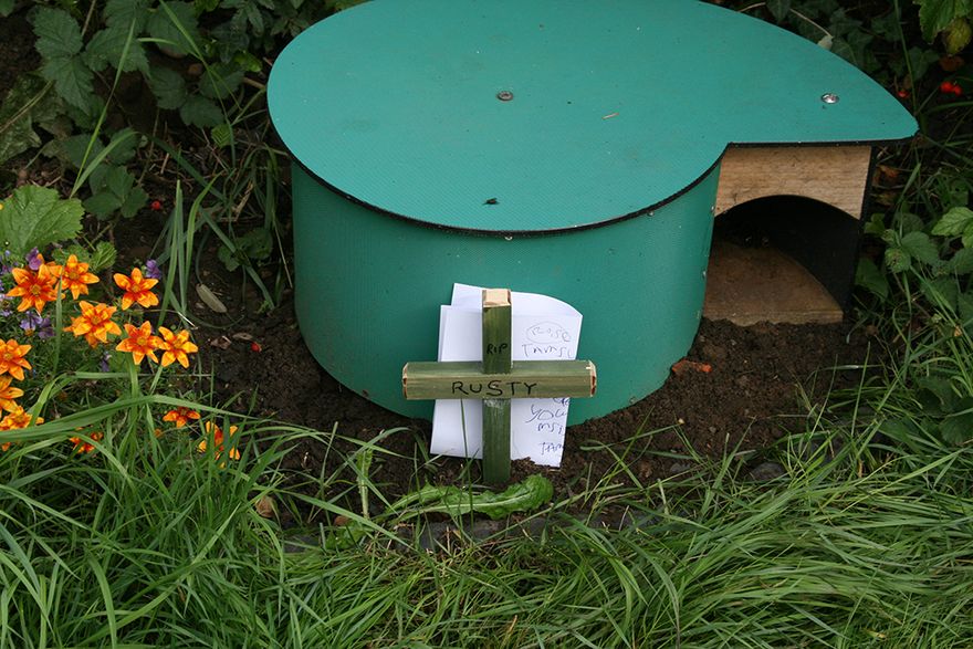 Rusty is buried under the hedgehog house - I really miss him...