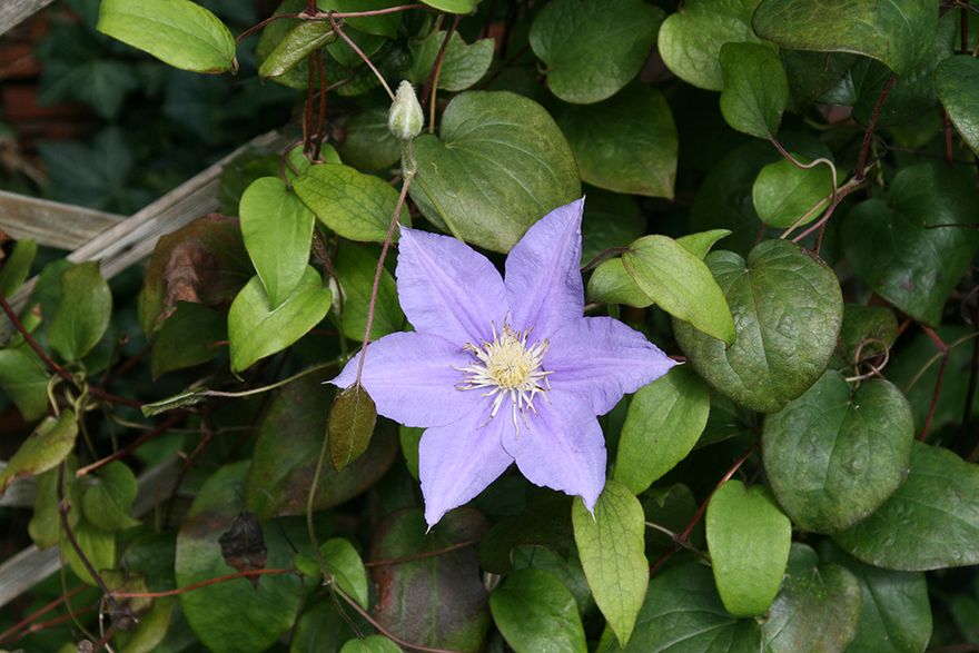 Reflowering Clematis...