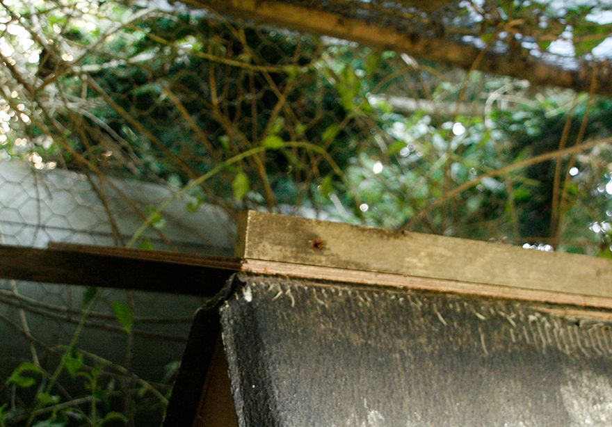 Dad's new 'slip-proof roost' on the hen-house