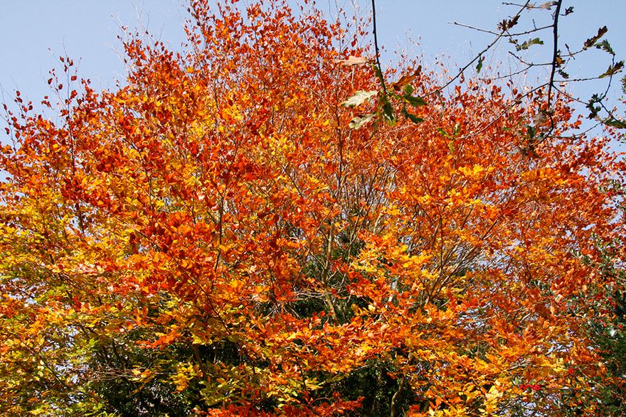 the beech tree in mum and dad's garden showing amazing Autumn colours...