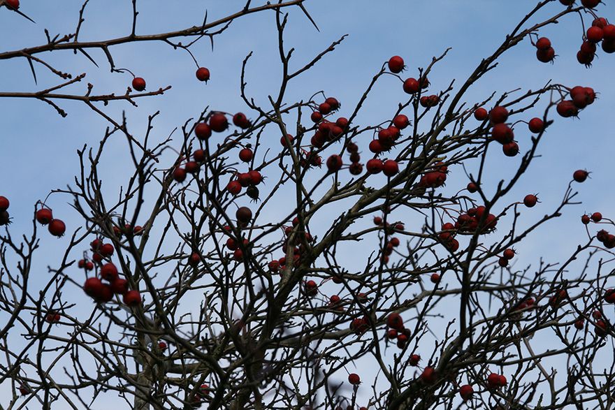 little old crabapples against a beautiful sky...