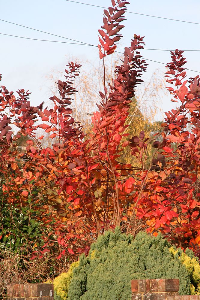 our Autumn colours are great!