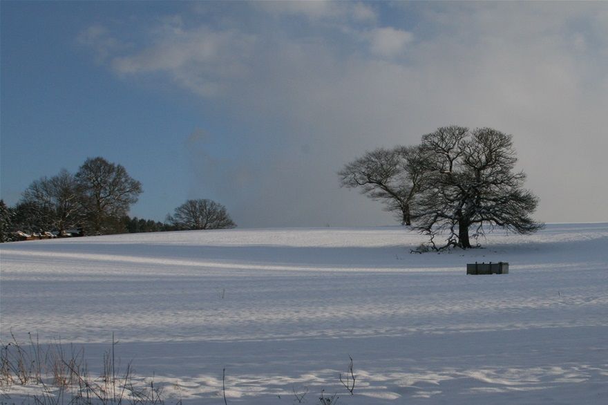 a lone tree in Squerrys Park...