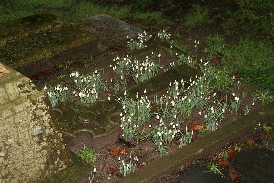 snowdrops surrounding a grave - early signs of spring - hurrah!