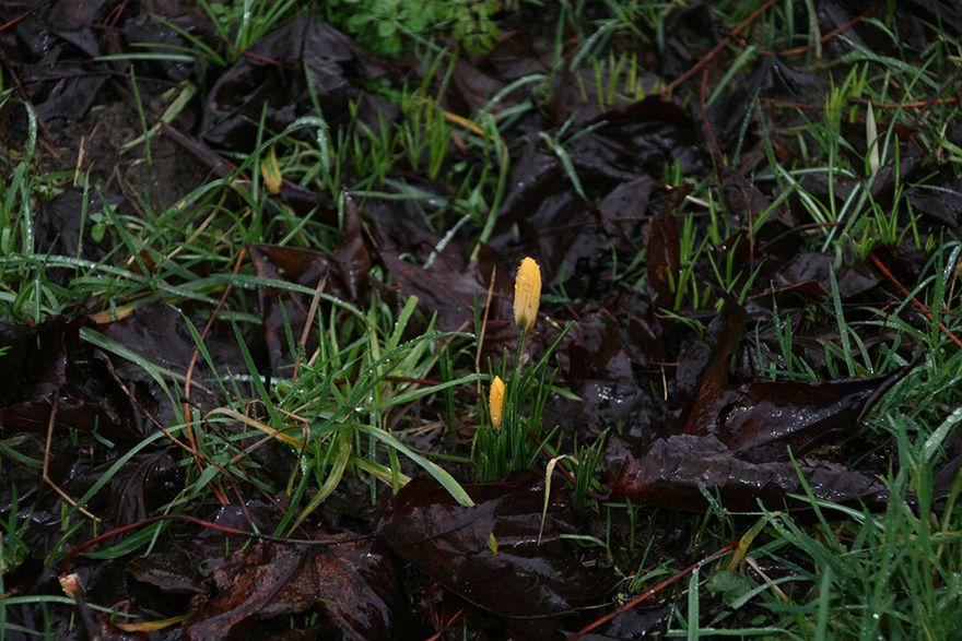 brave little crocus flowers start to appear...