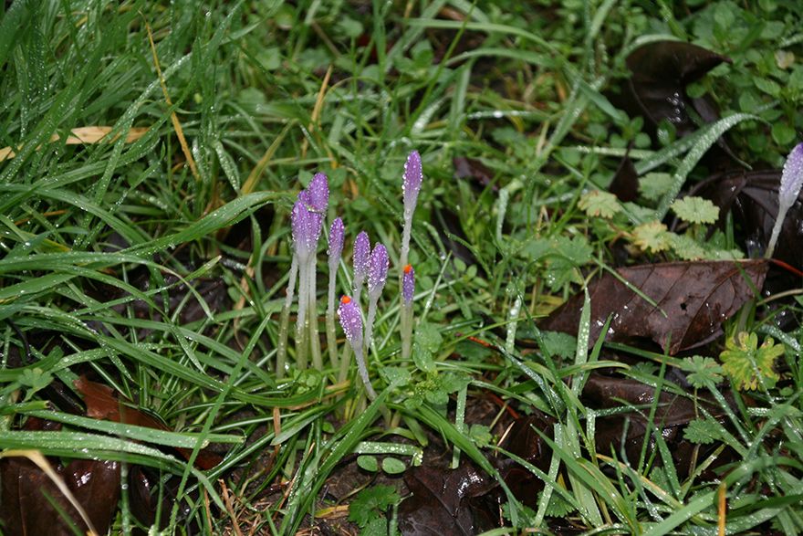 purple ones as well...