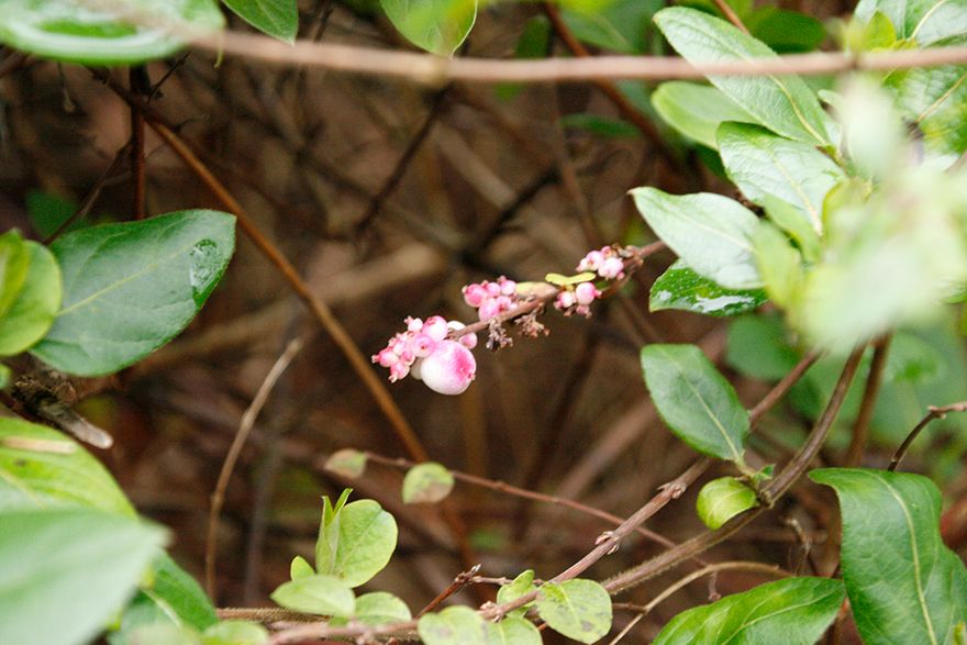 a wild snowberry bush - another sign spring is nearly here...