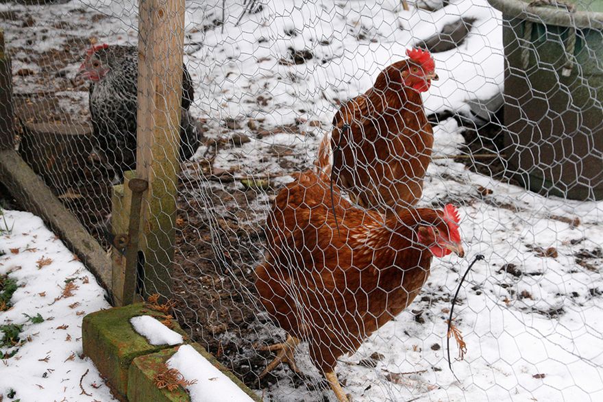 Rosie, Daisy and Poppy pecking in the snow