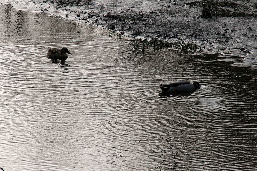 Duck and Drake feeding together on the Round Pond...