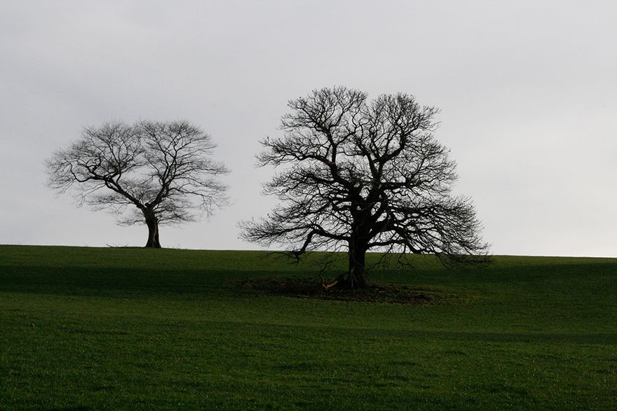 the trees in the park are still sleeping... 😴