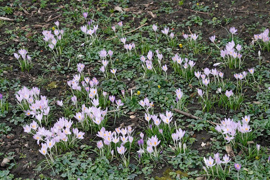 but heaps of crocuses are shouting 'hooray, it's Spring'!