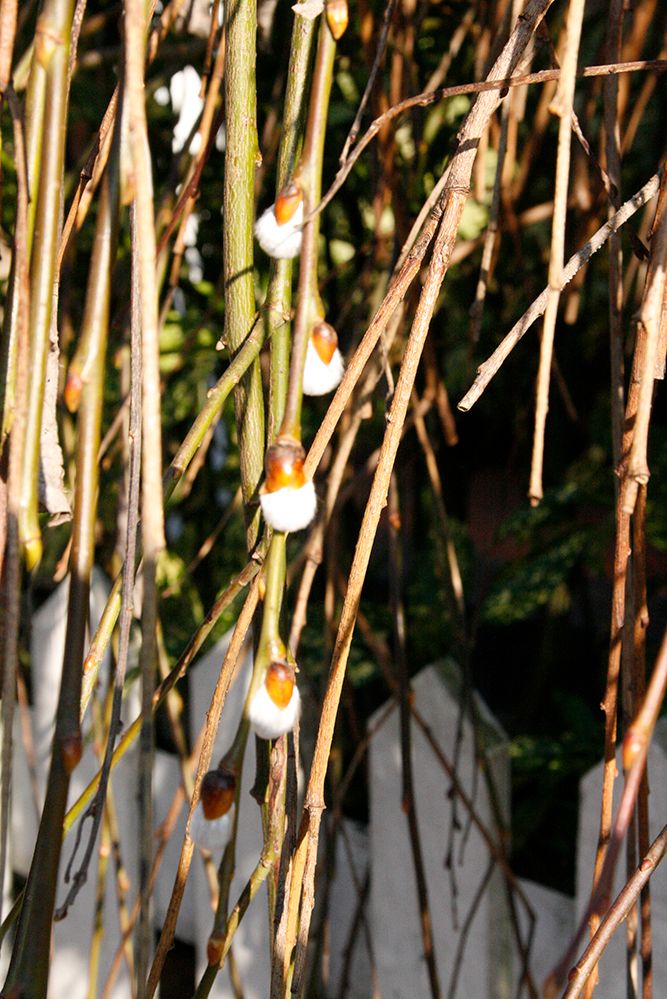 pussy willow on the way back home...