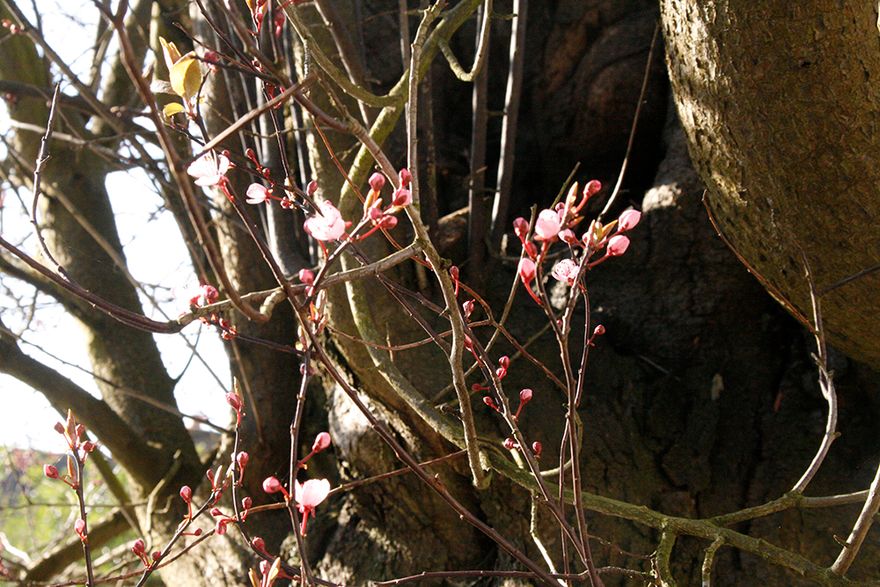 last week snow, then a couple of days of sunshineand warmth and out comes the blossom