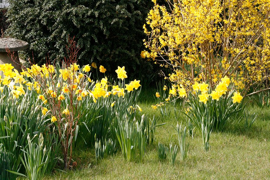 and this was somebody's front garden in Croydon Road - you can almost feel the warmth...