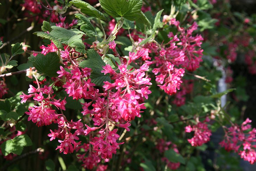 Flowering Redcurrant - when I was little I used to call it 'Jew's Rasberry' !