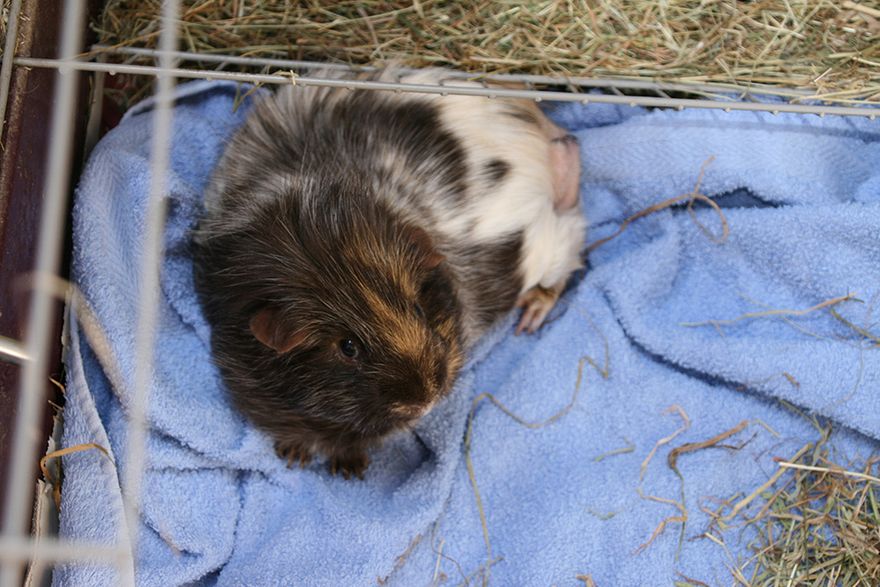 Dylan the guinea-pig looks to be ok now...