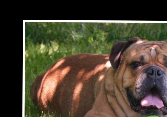 Old english bulldog