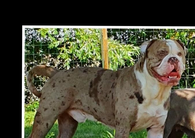 Old english bulldog choco merle et bleu tan
