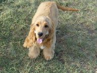 Penelope our beautiful gold English Cocker Spaniel