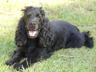 Ellie Black English Cocker Spaniel Girl