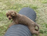 Sage Chocolate Mini Poodle girl