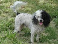 Louie Mini Poodle Boy DNA Clear