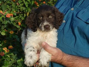 Spoodle Male 2 - First Gen 12 weeks $2500