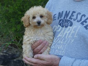 Mini Poodle Male 7 weeks Apricot $1950
