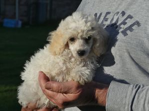 Mini Poodle FEMALE Apricot/white parti 7 weeks $2200