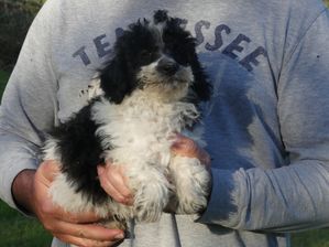 Mini Poodle MALE 7 weeks $1950