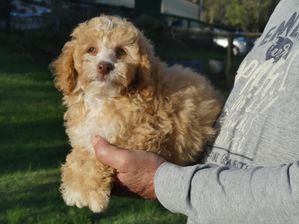 Mini Poodle MALE 7 weeks $1950