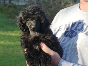 Mini Poodle FEMALE 7 weeks $2200