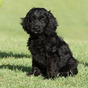A spoodle puppy we have bred