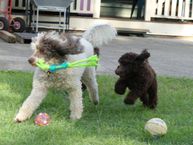 Brandy (now retired ) & Buddy our Poodle sire