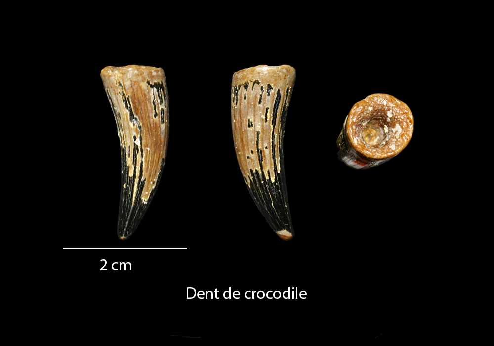 Dent de crocodile